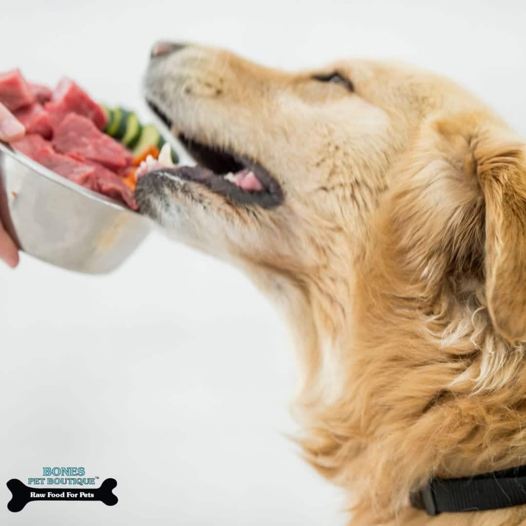 Dos and Don'ts on Switching to a Raw Pet Diet