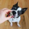 Healthy Raw Food for Dogs