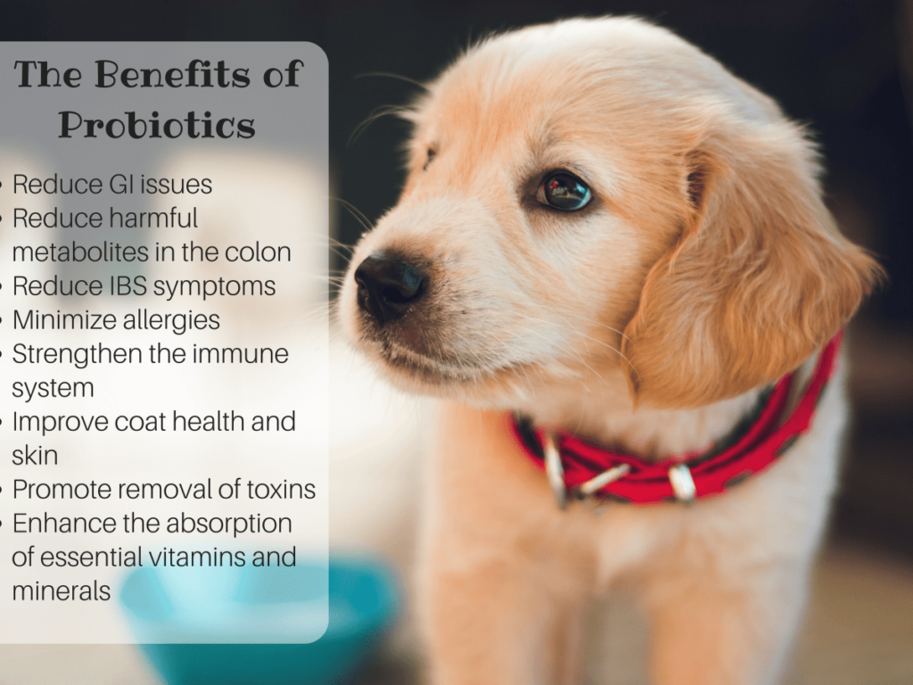 Benefits of Probiotics for Dogs