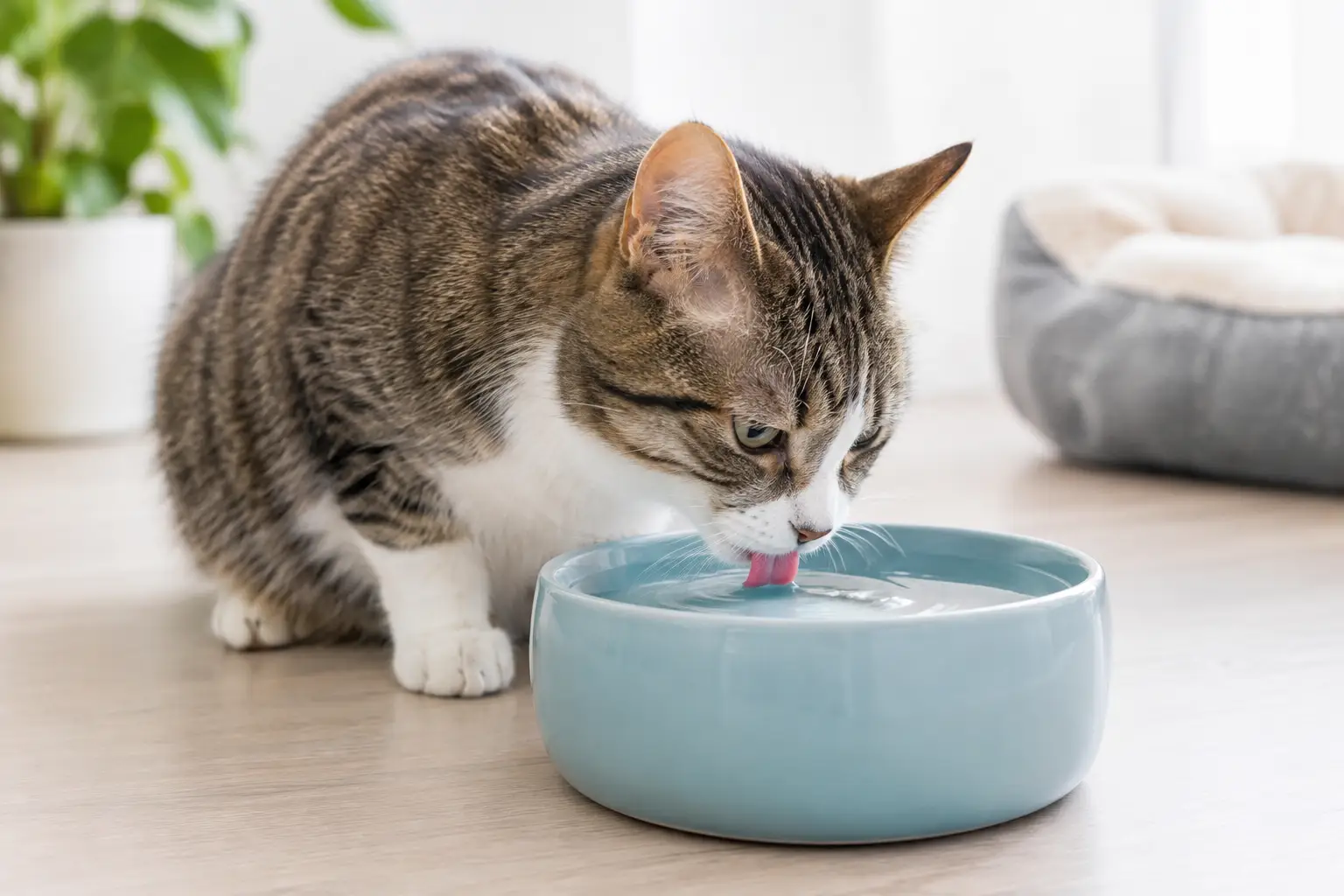 Cat Hydration Needs and Healthy Drinking