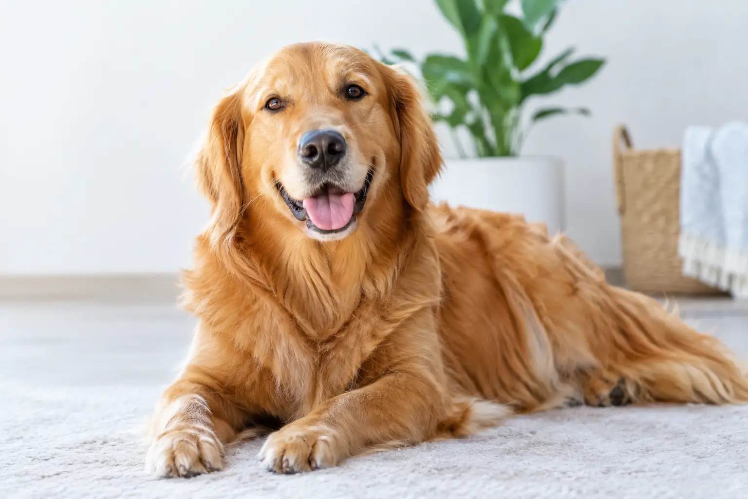 Dog Anal Support for Healthy Gland Function