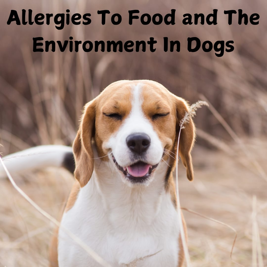 Allergies To Food and The Environment In Dogs