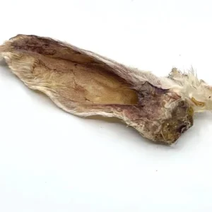 A single dried fish maw with a slightly curved shape and rough, beige surface, shown against a plain white background.
