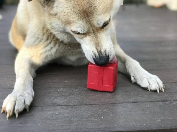 A dog with light fur is playing with the Sodapup Treat Dispenser Gift Box Medium on a wooden floor, using its front paws to hold the cube-shaped toy steady while biting it intently.